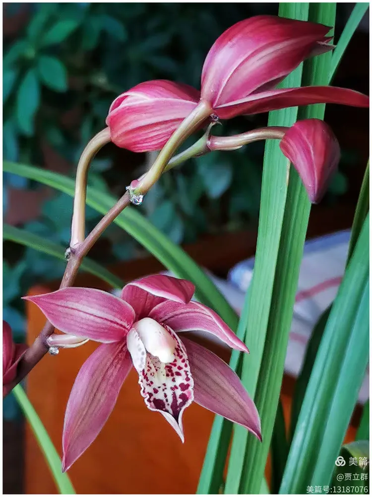 《兰花》明·薛网